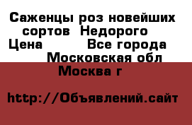 Саженцы роз новейших сортов. Недорого. › Цена ­ 350 - Все города  »    . Московская обл.,Москва г.